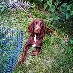 Chien, Plante, Carnivore, Race de chien, Liver, Faon, Herbe, Chien de compagnie, Gun Dog, Museau, Working Animal, Terrestrial Plant, Groundcover, Canidae, Pointing Breed, Shrub, Terrestrial Animal, Hunting Dog, Épagneul