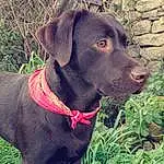 Chien, Race de chien, Canidae, Labrador Retriever, Carnivore, Museau, Pointing Breed, Hunting Dog, Patterdale Terrier, Retriever, Liver, Cane Corso, Dog Collar