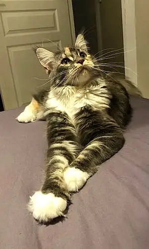 Nom Maine Coon Chat Pearly