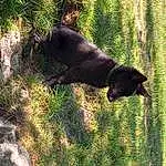 Plante, Race de chien, Carnivore, Felidae, Herbe, Small To Medium-sized Cats, Terrestrial Animal, American Black Bear, Tints And Shades, Queue, Museau, Groundcover, Canidae, Bear, Poil, Shadow, Chat, Crow-like Bird