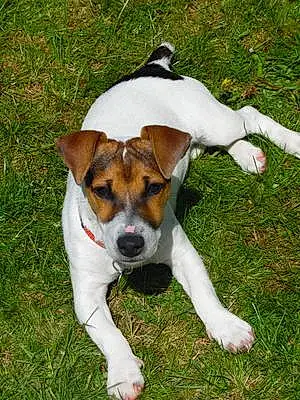 Nom Jack Russell Chien Justy