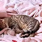 Chat, Felidae, Comfort, Carnivore, Small To Medium-sized Cats, Textile, Moustaches, Cat Bed, Faon, Linens, Queue, Domestic Short-haired Cat, Poil, Sieste, Patte, Bed, Bedding, Pattern, Sleep, Griffe