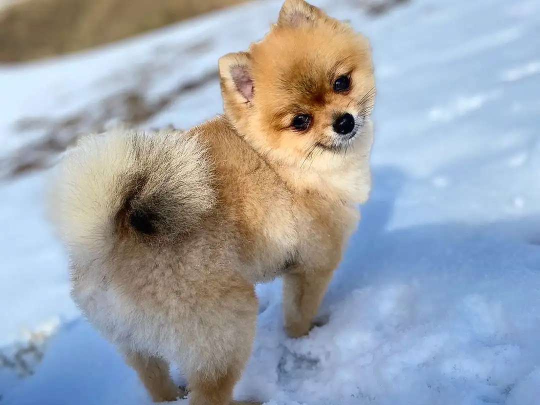 Chien, Neige, Race de chien, Carnivore, Faon, Chien de compagnie, Spitz, Museau, Queue, Hiver, Freezing, Canidae, Poil, Working Animal, Terrestrial Animal, Toy Dog, Playing In The Snow, Slope
