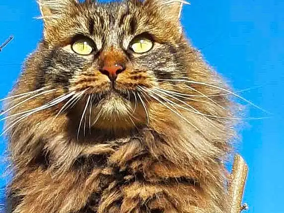 Chat, Carnivore, Felidae, Ciel, Small To Medium-sized Cats, Moustaches, Museau, Herbe, Poil, Terrestrial Animal, Maine Coon, Domestic Short-haired Cat