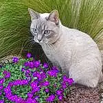 Plante, Fleur, Chat, Carnivore, Felidae, Purple, Petal, Small To Medium-sized Cats, Herbe, Faon, Moustaches, Groundcover, Museau, Shrub, Annual Plant, Queue, Herbaceous Plant, Flowering Plant, Magenta, Domestic Short-haired Cat