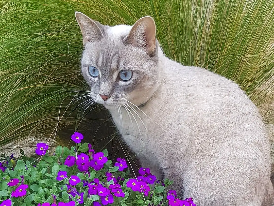 Plante, Fleur, Chat, Carnivore, Felidae, Purple, Petal, Small To Medium-sized Cats, Herbe, Faon, Moustaches, Groundcover, Museau, Shrub, Annual Plant, Queue, Herbaceous Plant, Flowering Plant, Magenta, Domestic Short-haired Cat