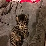Chat, Small To Medium-sized Cats, Felidae, Moustaches, Chatons, Chat tigrÃ©, Carnivore, Pixie-bob, Dragon Li, European Shorthair, Asiatique, American Shorthair, Domestic Short-haired Cat, Poil, Toyger, Californian Spangled, NorvÃ©gien, Maine Coon, Bengal