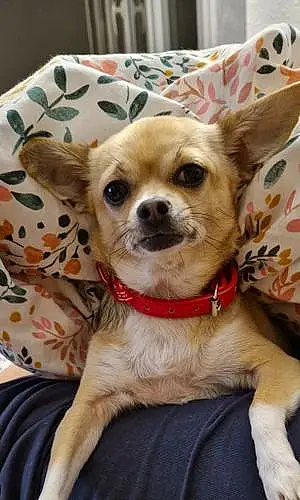 Nom Chihuahua Chien Mini