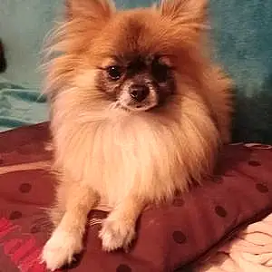 Nom Chihuahua Chien Pin-up