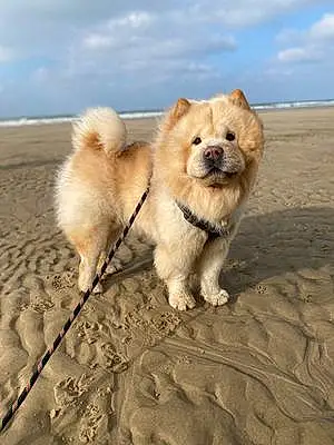 Plage Chow Chow Chien Tommy