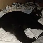 Chat, Comfort, Felidae, Grey, Carnivore, Small To Medium-sized Cats, Moustaches, Bombay, Chats noirs, Queue, Tints And Shades, Domestic Short-haired Cat, Poil, Linens, Terrestrial Animal, Bed, Havana Brown, Bedding, Shadow