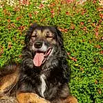 Plante, Fleur, Chien, Carnivore, Chien de compagnie, Race de chien, Herbe, Museau, Groundcover, Working Animal, Terrestrial Animal, Canidae, Annual Plant, Working Dog, Guard Dog, Poil, Hunting Dog, Coquelicot, Herbaceous Plant