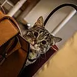 Chat, Bag, Moustaches, Handbag, Felidae, Small To Medium-sized Cats, Fashion Accessory, Museau, Poil, Chatons, Luggage And Bags, Faon