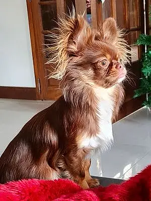 Nom Chihuahua Chien Pastel