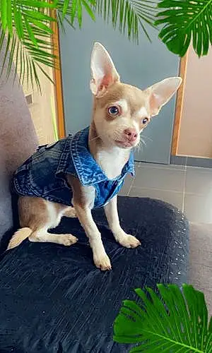 Nom Chihuahua Chien Monoï