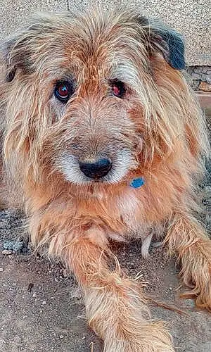 Briard Chien Charly