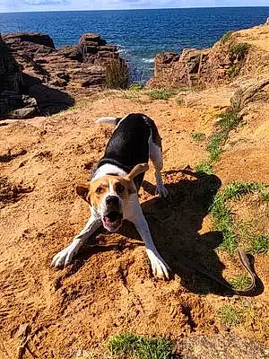 Beagle-harrier Chien Sao