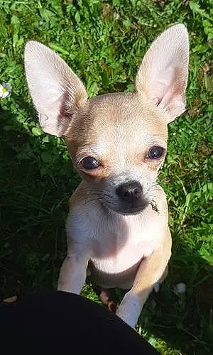 Nom Chihuahua Chien Louki
