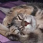 Chat, Yeux, Felidae, Carnivore, Small To Medium-sized Cats, Gesture, Moustaches, Comfort, Faon, Queue, Museau, Wrinkle, Terrestrial Animal, Close-up, Patte, Poil, Domestic Short-haired Cat, Griffe, Sieste