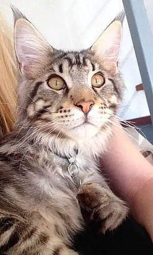 Nom Maine Coon Chat Oakley