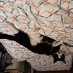 Chat, FenÃªtre, Felidae, Wall, Carnivore, Small To Medium-sized Cats, Queue, Moustaches, Pattern, Poil, Art, Domestic Short-haired Cat, Comfort, Visual Arts, Shadow, Paper, Ceiling, Twig, Illustration, Room