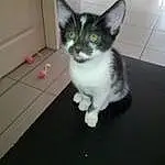 Chat, Small To Medium-sized Cats, Felidae, Moustaches, Carnivore, Chatons, Domestic Short-haired Cat, European Shorthair, Polydactyl Cat, Chat de l’Egée, Queue, American Wirehair, Ojos Azules, Asiatique, German Rex, Oreille