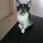 Chat, Small To Medium-sized Cats, Felidae, Moustaches, Domestic Short-haired Cat, Carnivore, Chatons, European Shorthair, Polydactyl Cat, Yeux, Chat de l’Egée, Queue, American Wirehair, Ojos Azules, Asiatique, Patte, Oreille