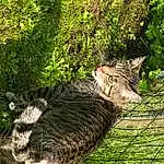Chat, Plante, Carnivore, Felidae, Small To Medium-sized Cats, Moustaches, Herbe, Faon, Arbre, Terrestrial Animal, Museau, Groundcover, Queue, Domestic Short-haired Cat, Poil, Mesh, Trunk, Shrub