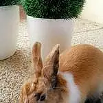 Lapin domestique, Lapin, Rabbits And Hares, Herbe, Moustaches, Hare, Plante, Poil, Faon