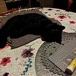 Black, Textile, Comfort, Grey, Chat, Carnivore, Felidae, Bois, Art, Linens, Pattern, Small To Medium-sized Cats, Plante, Hardwood, Room, Carpet, Rug, Bed Sheet