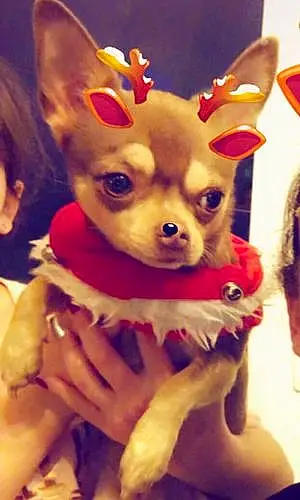 Nom Chihuahua Chien Nanou