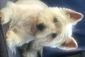 Nom West Highland White Terrier Chien Nina