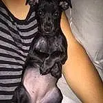 Chien, Canidae, Race de chien, Carnivore, Mexican Hairless Dog, Peruvian Hairless Dog, American Hairless Terrier, Italian Greyhound, Museau, Patterdale Terrier, Rare Breed (dog), Chiots, Non-sporting Group, Feist, Chien de compagnie, Toy Dog