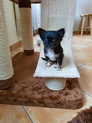 Nom Chihuahua Chien Phoebe