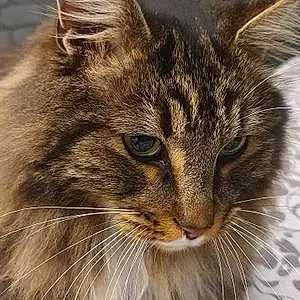 Nom Maine Coon Chat Mowgly