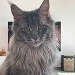 Chat, Carnivore, Felidae, Grey, Small To Medium-sized Cats, Moustaches, FenÃªtre, Museau, Queue, British Longhair, Domestic Short-haired Cat, Poil, Chats noirs, Picture Frame