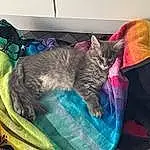 Chat, Felidae, Comfort, Carnivore, Small To Medium-sized Cats, Moustaches, Queue, Poil, Cat Supply, Magenta, Electric Blue, Domestic Short-haired Cat, Linens, Pet Supply, Sieste, Bag, Visual Arts