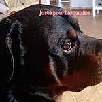 Chien, Race de chien, Working Animal, Liver, Carnivore, Collar, Oreille, Pet Supply, Moustaches, Faon, Chien de compagnie, Museau, Dog Collar, Borador, Poil, Canidae, Working Dog, Terrestrial Animal, Hunting Dog