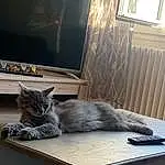 Chat, Table, FenÃªtre, Felidae, Bois, Carnivore, Interior Design, Small To Medium-sized Cats, Moustaches, Comfort, Grey, Hardwood, Queue, House, Room, Poil, Chair