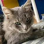 Chat, Felidae, Carnivore, Small To Medium-sized Cats, Moustaches, Comfort, Museau, Domestic Short-haired Cat, Poil, Patte, Plante, Chair, Griffe, Cat Supply, Linens, FenÃªtre, Tableware