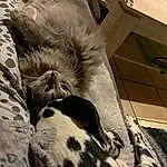 Comfort, Grey, Bois, Felidae, Tints And Shades, Moustaches, Museau, Linens, Landscape, Terrestrial Animal, Poil, Pattern, Bedding, Shadow, Small To Medium-sized Cats, Art, Military Camouflage, Noir & Blanc, Monochrome