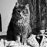 Chat, Felidae, Carnivore, Small To Medium-sized Cats, Black-and-white, Grey, Style, Moustaches, Museau, Monochrome, Noir & Blanc, Domestic Short-haired Cat, Poil, Terrestrial Animal, Herbe, Stock Photography, Assis, Plante, Griffe, Bois
