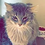 Chat, Felidae, Carnivore, Small To Medium-sized Cats, Moustaches, Museau, Queue, Electric Blue, Poil, Patte, Domestic Short-haired Cat, Griffe, Maine Coon, British Longhair, Foot, Knitting, LÃ©gende de la photo, Painting
