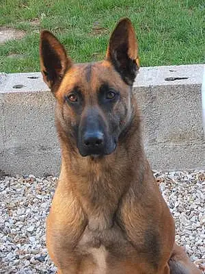 Nom Berger Malinois Chien Engy