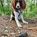 Chien, Canidae, Race de chien, Carnivore, Chien de compagnie, Hunting Dog, Welsh Springer Spaniel, Rare Breed (dog), Chien de chasse, Faon, Ã‰pagneul