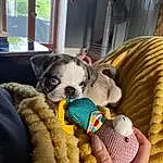 Chien, Couch, Comfort, Race de chien, Textile, Carnivore, Faon, Chien de compagnie, Toy Dog, Museau, Working Animal, Linens, Dog Supply, Moustaches, Stuffed Toy, Wool, Poil, Woolen, Canidae