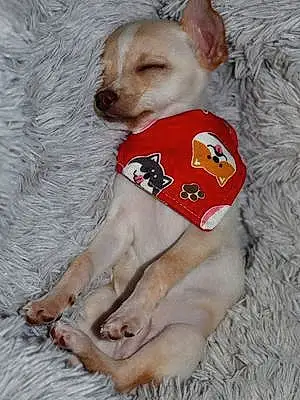 Nom Chihuahua Chien Paupiette