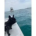 Eau, Boat, Chien, Ciel, Naval Architecture, Watercraft, Carnivore, Cloud, Vehicle, Lake, Recreation, Boats And Boating--equipment And Supplies, Ship, Chien de compagnie, Horizon, Working Animal, Ocean, Voyages, Race de chien, Water Transportation