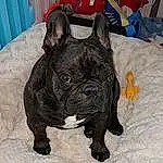 Chien, Carnivore, Bulldog, Race de chien, Faon, Wrinkle, Chien de compagnie, Moustaches, Working Animal, Terrestrial Animal, Museau, Chair, Toy Dog, Comfort, Bouledogue, Molosser, Canidae, Poil, Ancient Dog Breeds
