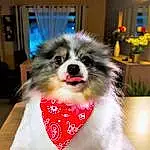 Chien, Race de chien, Dog Supply, Papillon, Carnivore, Chien de compagnie, Faon, Toy Dog, Collar, Museau, Plante, Canidae, Poil, Working Animal, Event, Houseplant, Pet Supply, Moustaches, Working Dog